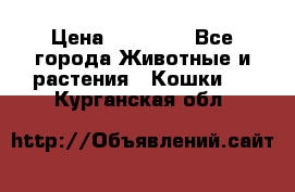 Zolton › Цена ­ 30 000 - Все города Животные и растения » Кошки   . Курганская обл.